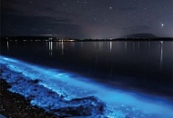 Молочные моря. Феномен природы